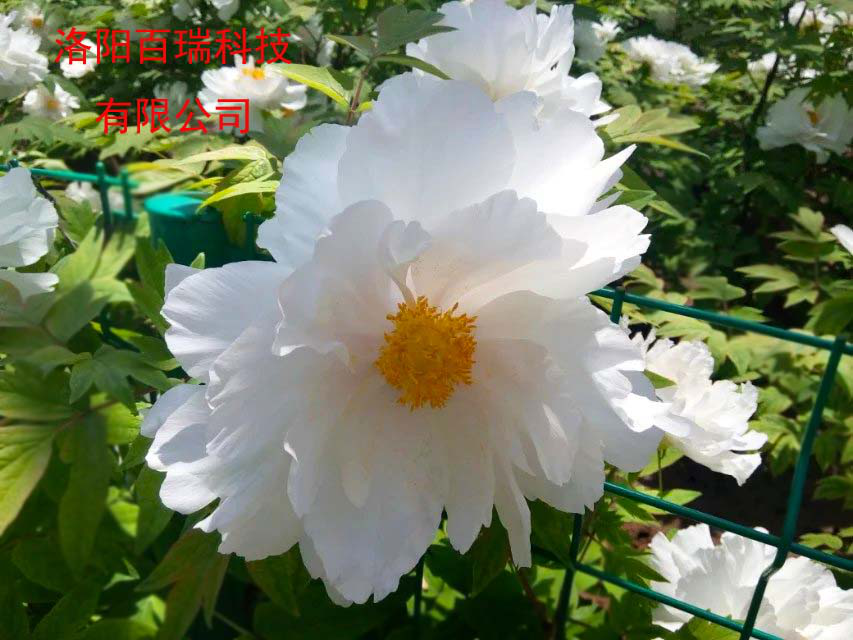 1587020953159546.png 圖片4.png